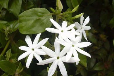 Jasmine