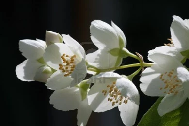 Jasmine Flower HD Wallpapers