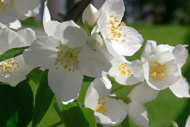 Beautiful Jasmine Flower HD Wallappers
