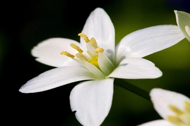 Jasmine Jasmine Flower Wallpapers High Quality – Finehdwallpaperr.com