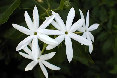 Jasmine Flower Pictures