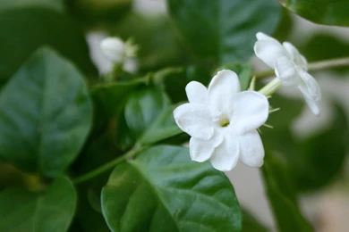 Jasmine Flower Images   HD Wallpapers Pretty