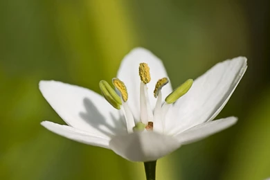 Jasmine Flower Images Download