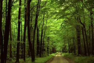 Top 22 Awesome,amazing And Beautiful Greenery Wallpapers In HD ...