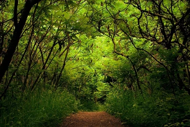 Fresh Nature In Greenery Wallpapers
