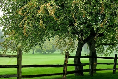 Nature Wallpapers   HD Desktop Wallpapers