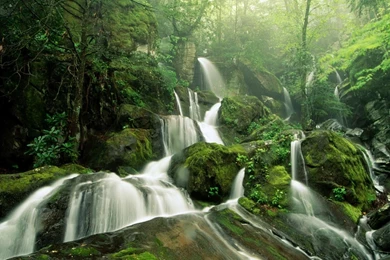 Trees HD Wallpaper Images Pictures Photos Download Page 0