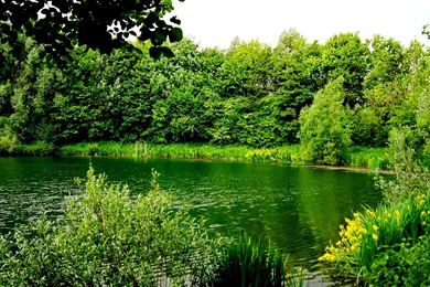 GREENERY WALLPAPER   (