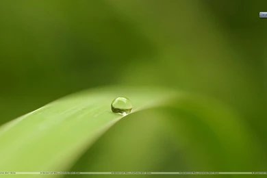 Rolling Greenery Wallpapers