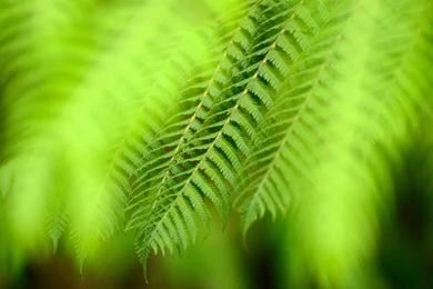 Ultra HD 4K Greenery Wallpapers HD, Desktop Backgrounds 3840x2400