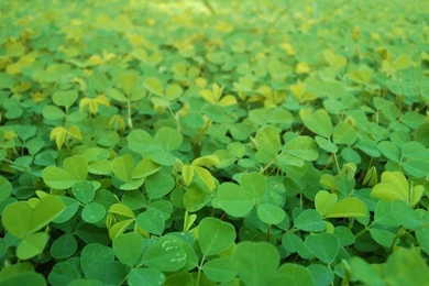 Love Limes • Greenery Wallpapers Hd Images : Wallpapers Page 4 ...