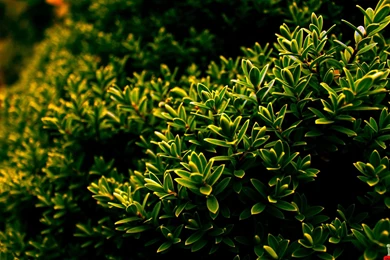 Pure Greenery HD Wallpapers – HD Wallpapers Free Download