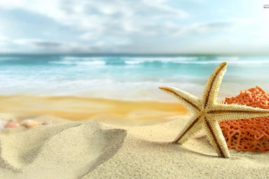 Starfish and coral 22820 2560x1600.jpg