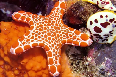 Starfish HD Wallpapers