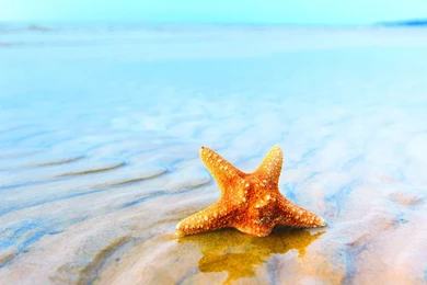Starfish HD Wallpapers