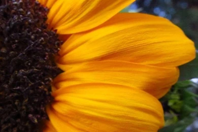 HQ High Res. Sunflower Cell Phone Wallpapers By ToxicAlice92 On ...