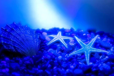 Beautiful Starfish Wallpapers HD   Animals   Amazing Photo Gallery ...