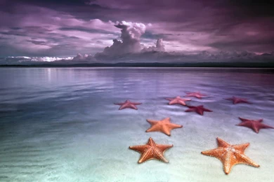 Starfish Wallpapers