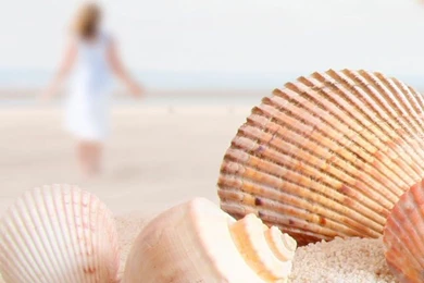 Starfish iPhone 5s Wallpapers