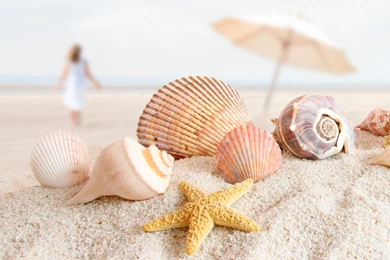 Starfish iPad Air Wallpapers Download