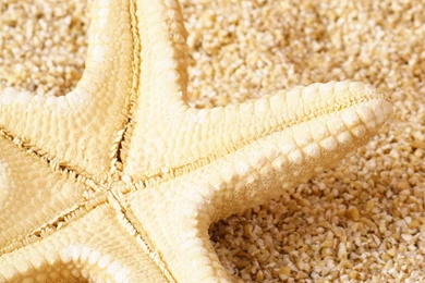 Awesome Starfish Wallpapers High Definition