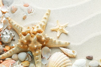 Macro, Nature, Sand, Starfish, Seashells Wallpapers HD