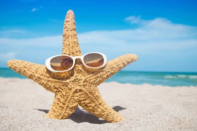 Starfish On Beach Android Wallpapers