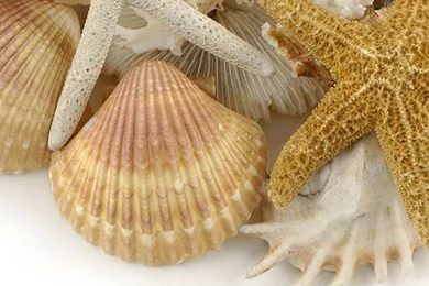 Starfish And Shell