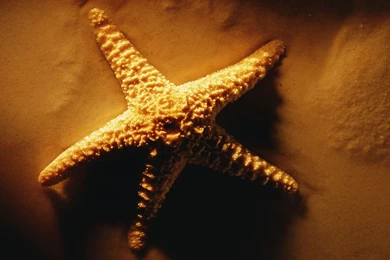 Starfish Desktop Wallpapers