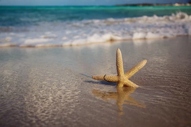 Starfish Computer Wallpapers, Desktop Backgrounds