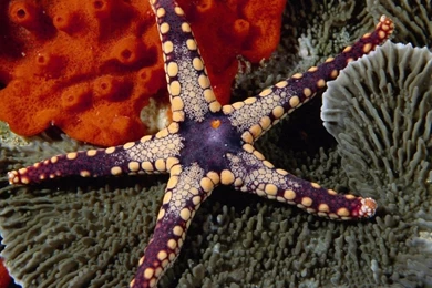Starfish HD Desktop Wallpapers : Widescreen : High Definition ...