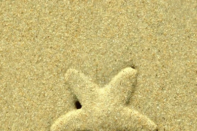 Starfish iPhone 5s Wallpapers Download