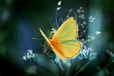 1024x720px Black Buterffly Free Download Wallpapers