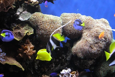 Underwater Ocean Life HD For Iphone Wallpapers