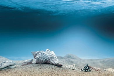 Ocean Sea Shells Digital Art HD Wallpapers New HD Wallpapers