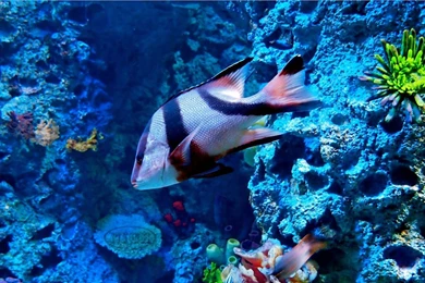 HD Wallpapers Desktop: Ocean Life HD DeskTop Wallpapers