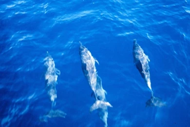 Animals Ocean Life Backgrounds And Codes For Any Blog, Web Page ...