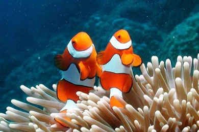 Clown Fish Anemone Ocean Water Life Animal Salt Warm Tropical ...