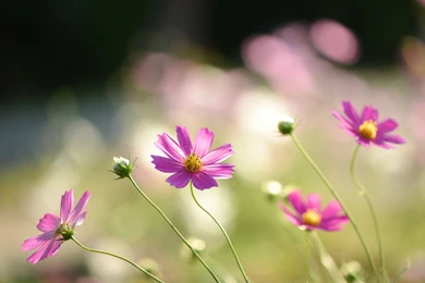 Flowers, Daisy, Chrysanthemum, Summer, Motion Picture, Hd, Wallpapers