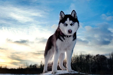 Full Grown Husky Blue Eye