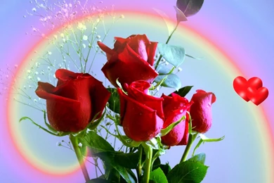 Love wallpaper red roses_dsc03465.jpg