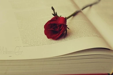 Rose On Ancient Books Wallpapers Free Desktop Backgrounds And ...
