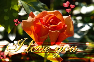 I Love You Wallpapers