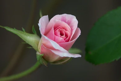 Love Rose Wallpapers Hd