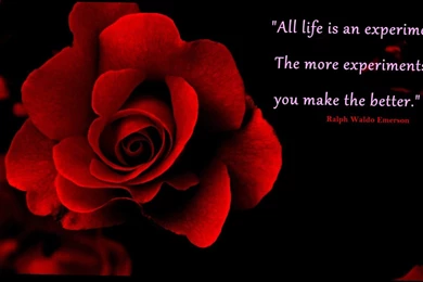 Red Rose Love Wallpapers   5 Items