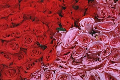 The Rose Of Love   Roses Wallpapers (13967007)   Fanpop