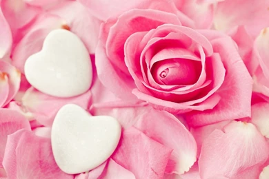 Rose Flower Images Photos And Wallpapers Download