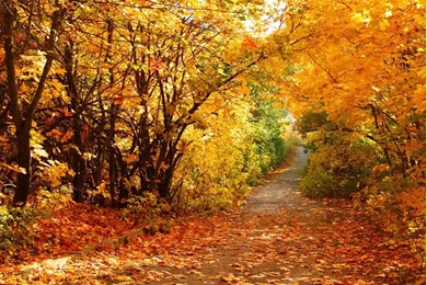 Super Autumn Scenery Wallpapers   Wallpapers Animal Hd