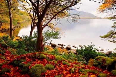 Autumn Forest Lake Beautiful Scenery Wallpapers Download