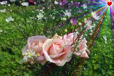 Love_roses dsc00344 a1.jpg